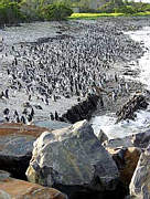 Robben Island: Tausende Pinguine bevlkern die Kste der Gefngnisinsel